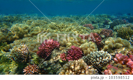 coral reef in Egypt, Makadi Bay coral reef in Egypt, Makadi Bay 103598512