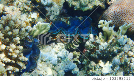 coral reef in Egypt, Makadi Bay 103598513