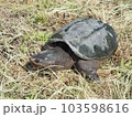 カミツキガメ 103598616