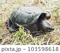 カミツキガメ 103598618
