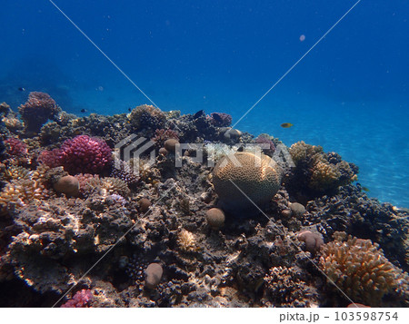 coral reef in Egypt, Makadi Bay coral reef in Egypt, Makadi Bay 103598754