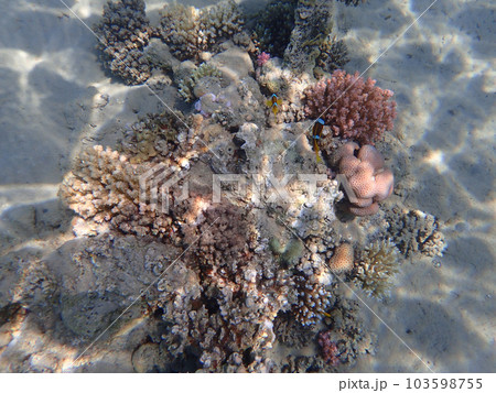 coral reef in Egypt, Makadi Bay 103598755