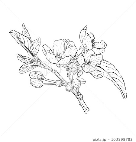 Vector illustration of blooming branch of cherry, sakura, apple, plum, wild cherry plum, bird cherry. Realistic black outline of abundant flowering, bud, leaves, graphic drawing. For postcard, sticker 103598782
