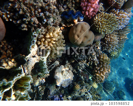 coral reef in Egypt, Makadi Bay coral reef in Egypt, Makadi Bay 103598852