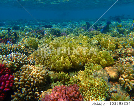 coral reef in Egypt, Makadi Bay 103598854