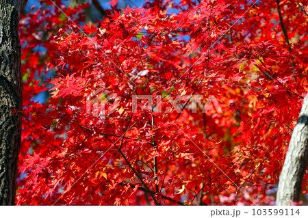 全面が真っ赤に紅葉したモミジの枝の画像 103599114