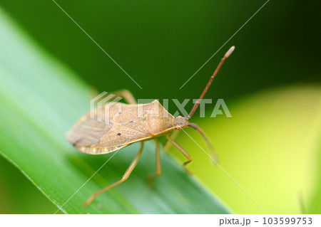 雑木林の草葉の上にホシハラビロヘリカメムシの成虫(マクロレンズ使用・屋外自然光・接写写真) 雑木林の草葉の上にホシハラビロヘリカメムシの成虫(マクロレンズ使用・屋外自然光・接写写真) 103599753