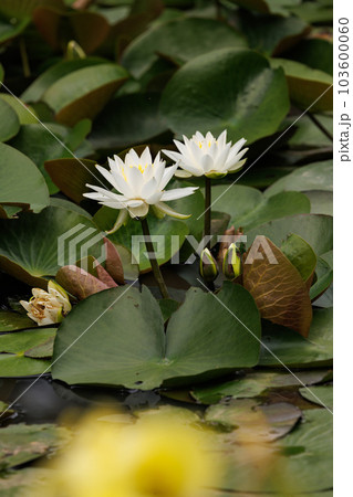 伊勢二見しょうぶロマンの森 伊勢二見しょうぶロマンの森 103600060