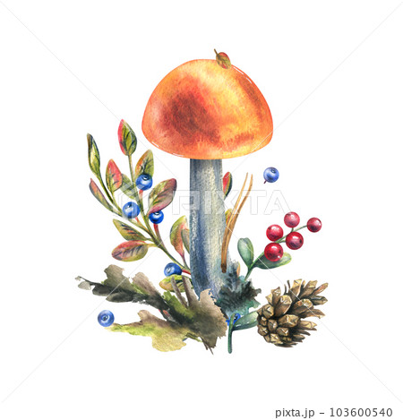 Mushrooms forest boletus with grass, blueberries, moss and cone. watercolor illustration, hand drawn. Isolated composition on a white background Mushrooms forest boletus with grass, blueberries, moss and cone. watercolor illustration, hand drawn. Isolated composition on a white background 103600540