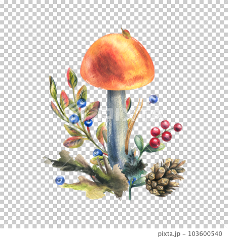 Mushrooms forest boletus with grass, blueberries, moss and cone. watercolor illustration, hand drawn. Isolated composition on a white background Mushrooms forest boletus with grass, blueberries, moss and cone. watercolor illustration, hand drawn. Isolated composition on a white background 103600540