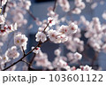 満開の桜クローズアップ 103601122