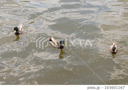 Ducks in the murky water of the lake Ducks in the murky water of the lake 103601167
