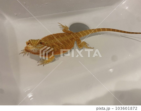 フトアゴヒゲトカゲの温浴 フトアゴヒゲトカゲの温浴 103601872