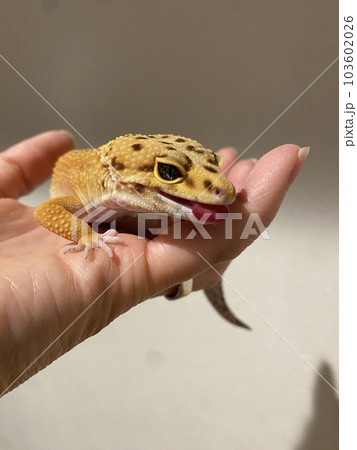 手乗りヒョウモントカゲモドキ 手乗りヒョウモントカゲモドキ 103602026