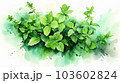 ハーブのミント(mint)水彩スケッチ風イラスト【白背景】 103602824