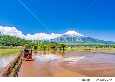 田植えの始まった水田と富士山【山梨県忍野村】 田植えの始まった水田と富士山【山梨県忍野村】 103603372