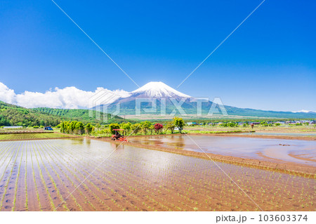 田植えの始まった水田と富士山【山梨県忍野村】 103603374