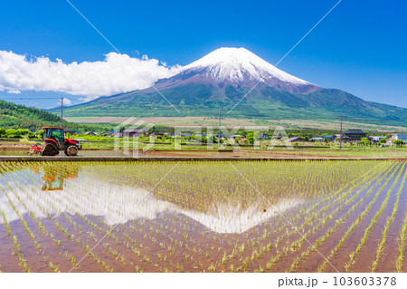 田植えの始まった水田と富士山【山梨県忍野村】 103603378