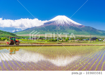 田植えの始まった水田と富士山【山梨県忍野村】 103603381