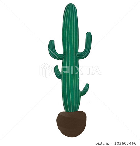 cactus 103603466