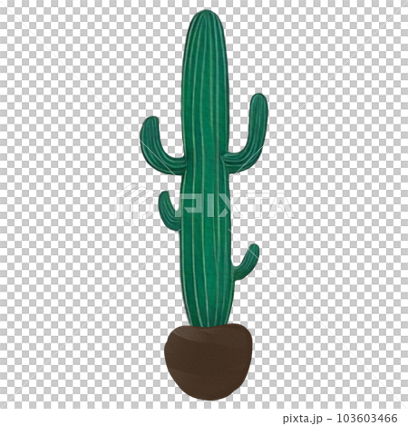 cactus 103603466