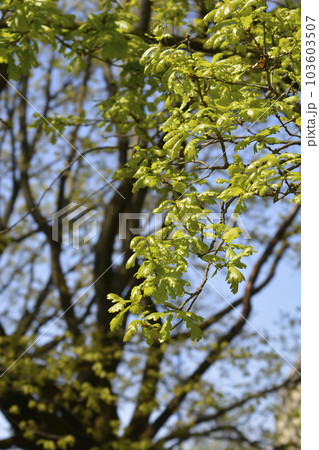 English oak English oak 103603507