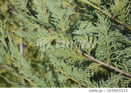 Leyland cypress Leyland cypress 103603525