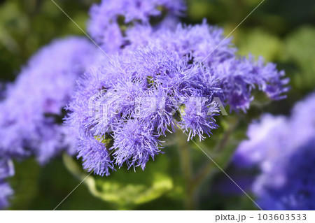 Floss Flower 103603533