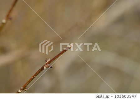 Weeping forsythia 103603547
