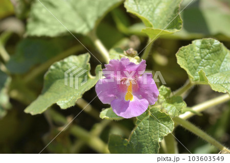 Sweet Unicorn Plant Sweet Unicorn Plant 103603549