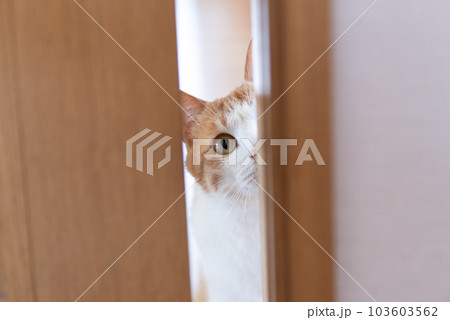 ドアの隙間から覗く猫　茶トラ白 103603562