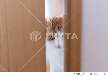 ドアの隙間から覗く猫 茶トラ白 ドアの隙間から覗く猫 茶トラ白 103603564