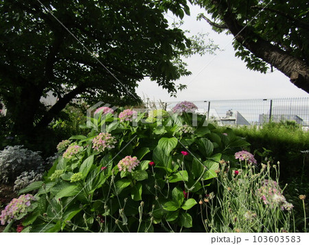 こじま花の会花畑に沢山咲いている紫陽花の花 こじま花の会花畑に沢山咲いている紫陽花の花 103603583