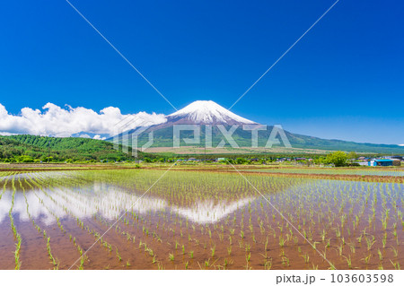 田植えが済んだ水田と富士山【山梨県忍野村】 田植えが済んだ水田と富士山【山梨県忍野村】 103603598