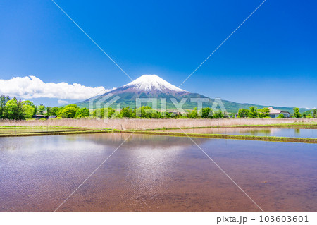 田植えが済んだ水田と富士山【山梨県忍野村】 103603601