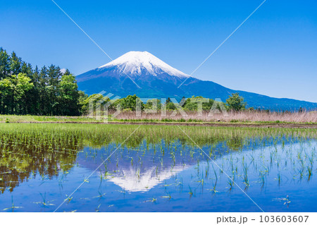 田植えが済んだ水田と富士山【山梨県忍野村】 103603607