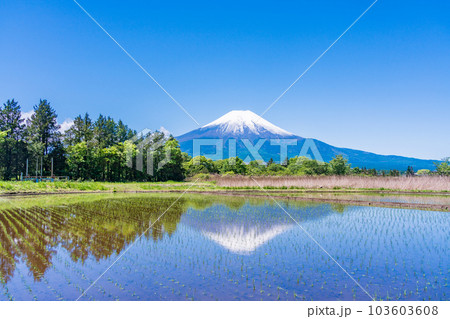 田植えが済んだ水田と富士山【山梨県忍野村】 103603608