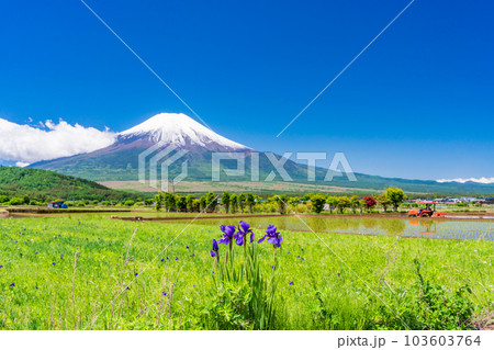 畔のアヤメと富士山【山梨県忍野村】 畔のアヤメと富士山【山梨県忍野村】 103603764
