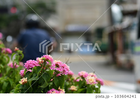 江ノ電 龍口寺前 江ノ電 龍口寺前 103604241