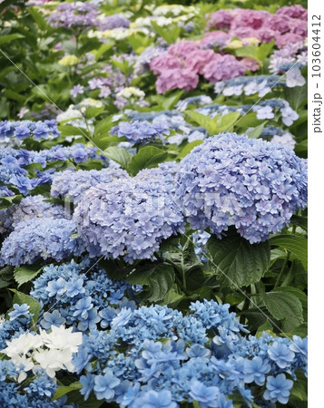 【紫陽花】梅雨入りと共に咲き乱れる紫陽花 103604412