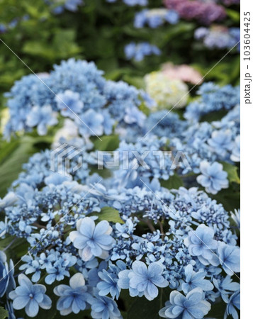 【紫陽花】青空のように美しい紫陽花の花 103604425