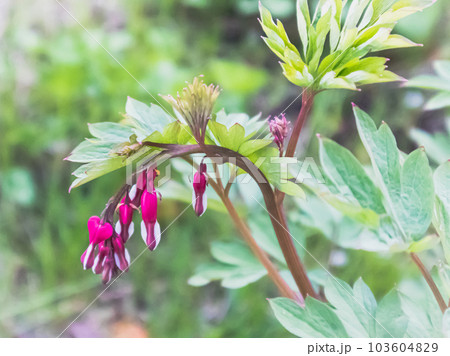 ハート型のケマンソウ【タイツリソウ】 ハート型のケマンソウ【タイツリソウ】 103604829