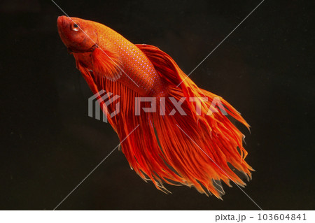 赤いベタ 103604841