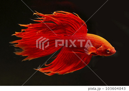 赤いベタ 103604843