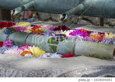 龍蓋寺（岡寺）フォトジェニックな花手水--奈良県高市郡明日香村岡-- 103604891