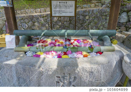 龍蓋寺(岡寺)フォトジェニックな花手水--奈良県高市郡明日香村岡-- 龍蓋寺(岡寺)フォトジェニックな花手水--奈良県高市郡明日香村岡-- 103604899