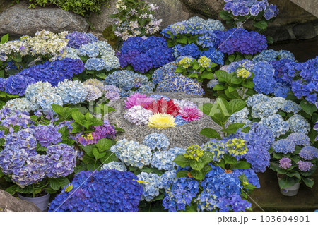 龍蓋寺（岡寺）華の池　水面に浮かぶ紫陽花--奈良県高市郡明日香村岡-- 103604901