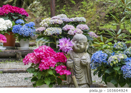 龍蓋寺(岡寺) 奥之院紫陽花回廊 --奈良県高市郡明日香村岡-- 龍蓋寺(岡寺) 奥之院紫陽花回廊 --奈良県高市郡明日香村岡-- 103604924