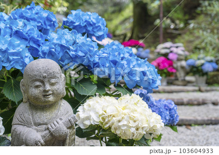 龍蓋寺(岡寺) 奥之院紫陽花回廊 --奈良県高市郡明日香村岡-- 龍蓋寺(岡寺) 奥之院紫陽花回廊 --奈良県高市郡明日香村岡-- 103604933