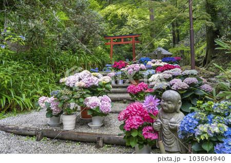 龍蓋寺（岡寺）　奥之院紫陽花回廊　--奈良県高市郡明日香村岡-- 103604940